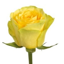 Rosa Gr Ilios (Роза Гр Илиос) В50