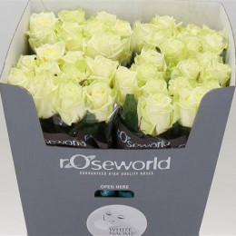 Rosa Gr White Naomi (Роза Гр Вайт Наоми) В60