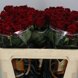 Rosa Gr Red Naomi (Роза Гр Ред Наоми) (МР) В50