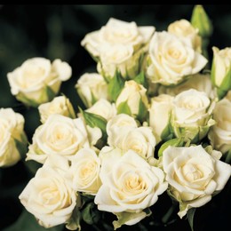 Rosa Spray (Роза Спрей) В50 (MKSH)