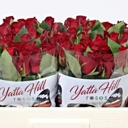 Rosa Gr Red Kamala (Роза Гр ред Камала) В60