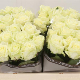 Rosa Gr White Naomi (Роза Гр Вайт Наоми) (ARM) В60