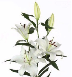 Lilium (Лилия 4 бут)