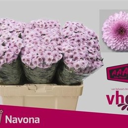 Chrys San Navona dark (Хриз Сантини Навона дарк) В55