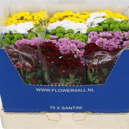 Chrys San Sweet Mix(Хризантема Сантини Свит Микс) В55