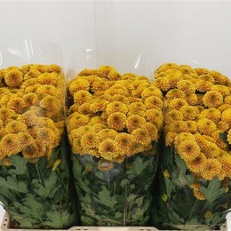 Chrys San Doria Orange (Хриз Сантини Дориа Оранж) В55