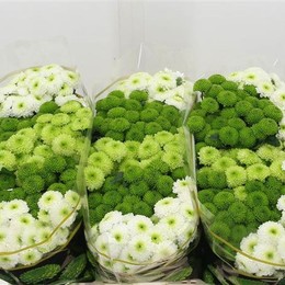 Chrys San Pompom Mix (Сантини Помпом Микс) В55