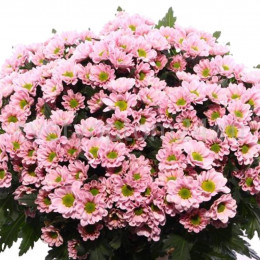 Chrys San Rossi Pink (Хриз Сантини Росси Пинк) В55
