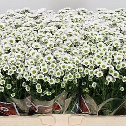 Chrys San Madiba Lindi White (Хриз Сант Мадиба Линди Вайт) В55
