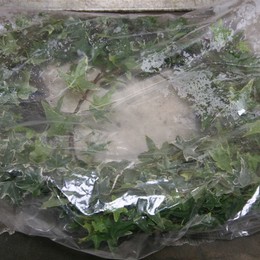 Hedera Bont (Хедера Бон)