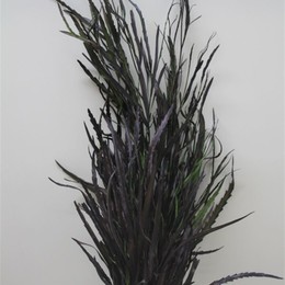 Grevilea Black (Гривилия Блек) В80