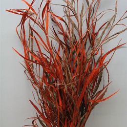 Grevilea Orange (Гривилия Оранж) В80