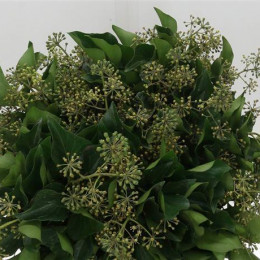 Hedera Groen (Хедера Гроен)