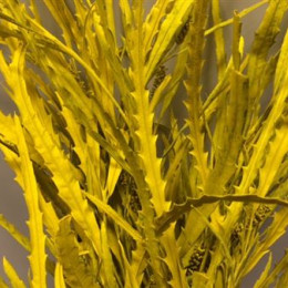 Grevilea Yellow (Гривилия Еллоу) В80