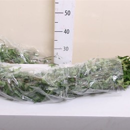 Hedera Groen Italie (Хедера Гроен Итали)