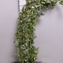 Hedera Bont Italie (Хедера Бон Итали)