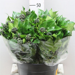 Hedera Berrries (Хедера Беррис) В50