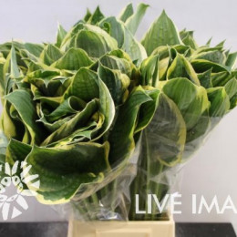 Hosta aureomarginata (Хоста Ауреомаргината) В55