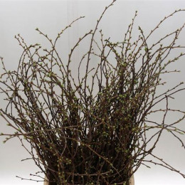 Kersebloesem Per Bunch (Керсеблосем Пер Банч) В100