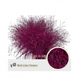 Panicum Dyed Cerise (Паникум Дайд Церайс) В90