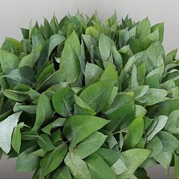 Robusta (Робуста) В50