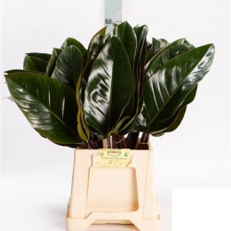 Philodendron Red Beauty (Филодендрон Ред Бьюти) В55
