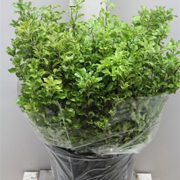 Pittosporum Fijn Green (Питтоспорум Фижн Грин)