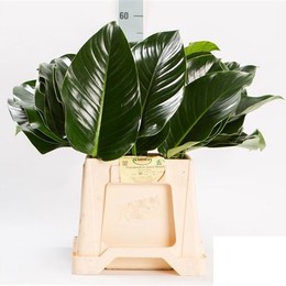 Philodendron Green Beauty (Филодендрон Грин Бьюти) В55