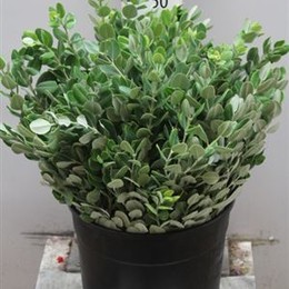 Pittosporum Ralphi (Питтоспорум Ральфи)