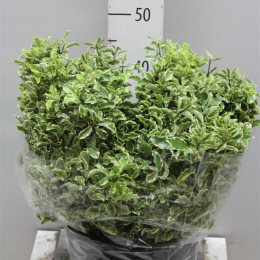 Pittosporum Fine Bont (Питтоспорум Файн Бонт)