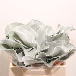 Senecio new look (Сенецио нью лук) В35