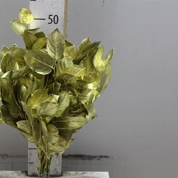 Salal Tips Gold (Салал Типс Голд)