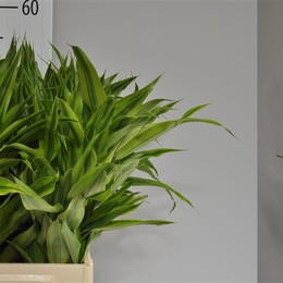 Sanderiana Gold (Сандериана Золото) В50