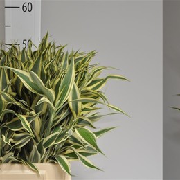 Sanderiana White/green (Сандериана белый/зеленый) В65