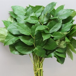 Salal Tips Harding (Салал Типс Хардинг)