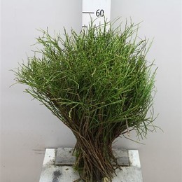 Vaccinium Huckleberr Per Pak (Вациниум Хукльбер Пер Пак)