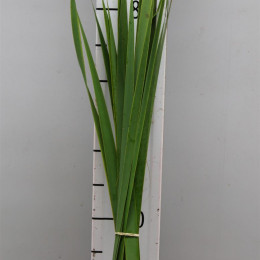 Typha (Тифа) В90