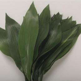 Aspidistra (Аспидистра штучно) В70