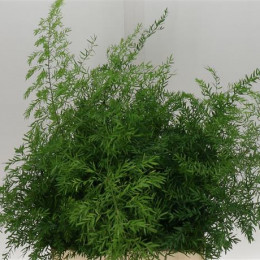 Asparagus Cwebe (Аспарагус Свеб) В50