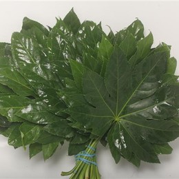 Aralia Small Vacuum (Аралия Смалл Вакуум) В30