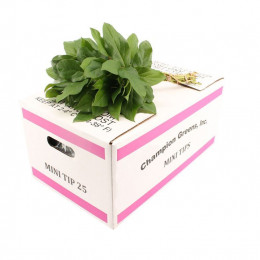 Salal Baby (Салал Бейби)