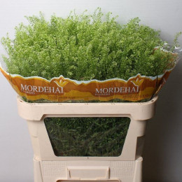 Lepidium Green Bell (Лепидиум Грин Белл) В65