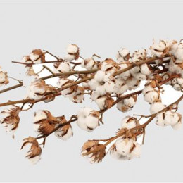 Gossypium (cotton White) (Госсипиум (коттон вайт)) В60