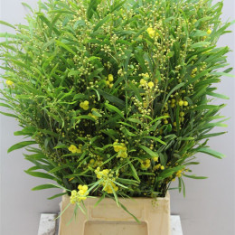 Mimosa Floribunda (Мимоза Флорибунда)
