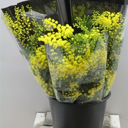 Mimosa Mirandol (Мимоза Мирандоль)