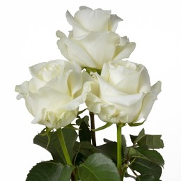 Rosa Gr First Lady ( Ферст Лади ) В60 Rosa Prima