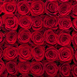 Rosa Gr Fortune ( Фортуна ) В60 Rosa Prima