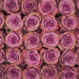 Rosa Gr Govinda ( Говинда ) В60 Rosa Prima