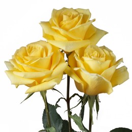 Rosa Gr Gran Dorado ( Гран Дорадо ) В60 Rosa Prima