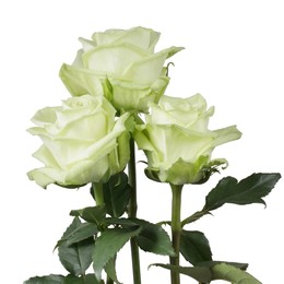 Rosa Gr Green Tea ( Греен Теа ) В60 Rosa Prima